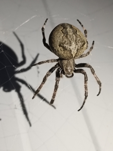 Araneus ventricosus