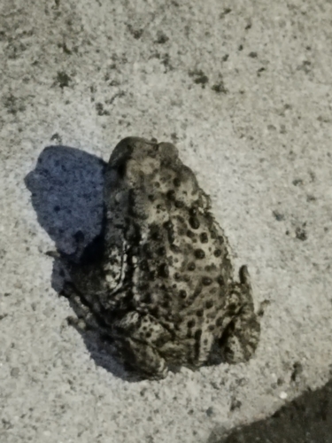 Sakhalin Toad