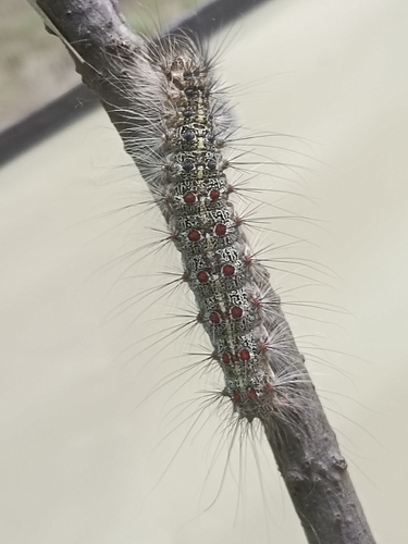 Spongy Moth
