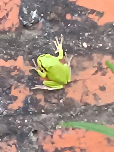Japanese Tree Frog