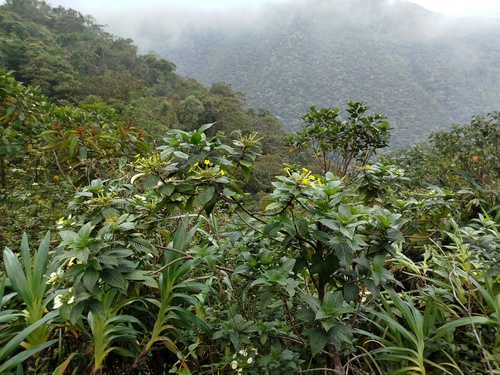 Mussaenda benguetensis