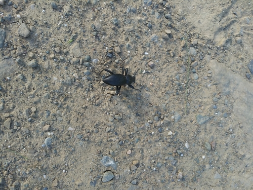 iNaturalist observation photo of Coelocnemis