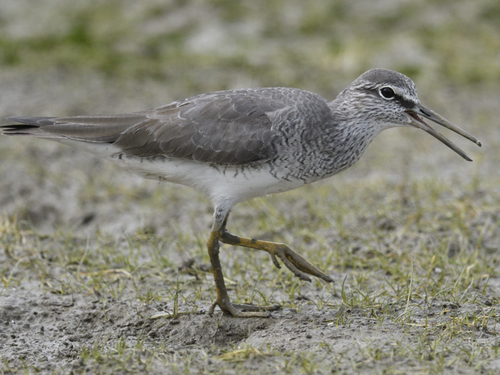 Grey-tailed Tattler