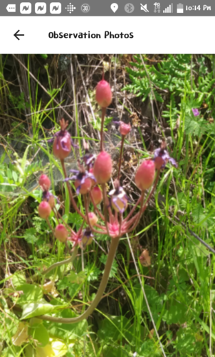 iNaturalist observation photo of Henderson's shooting star