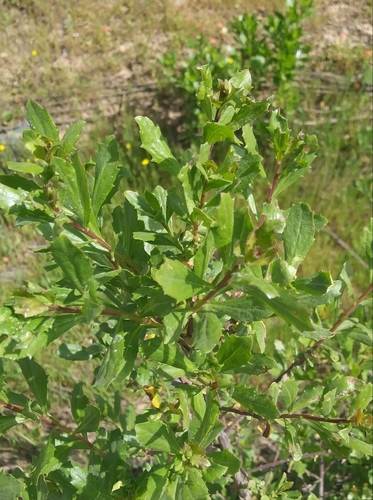 iNaturalist observation photo of coyote brush