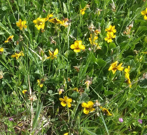 iNaturalist observation photo of California Golden Violet