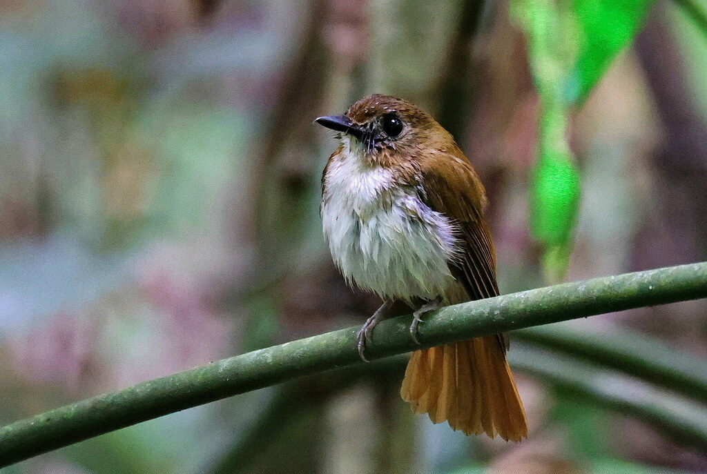 Philippine Jungle Flycatcher (Cyornis ruficauda) photo