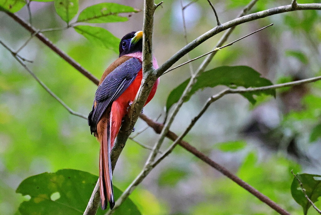 Philippine Trogon photo