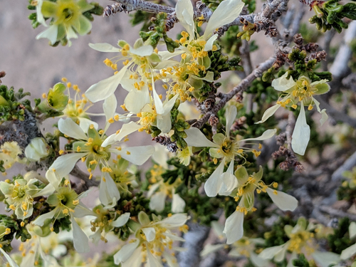 Antelope Bitterbrush