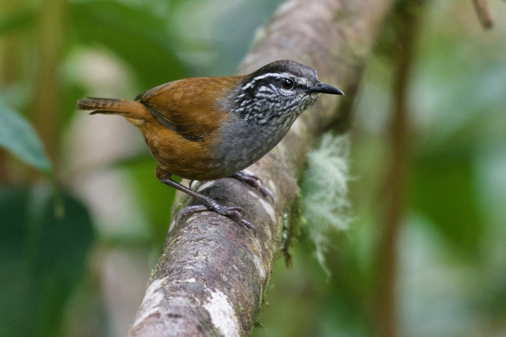 Gray-breasted Wood-Wren photo