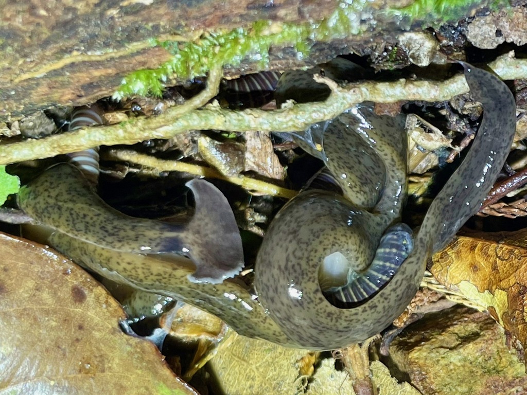 Hammerhead Worms from Lộc Trì, Phú Lộc, Thừa Thiên Huế, Vietnam on ...