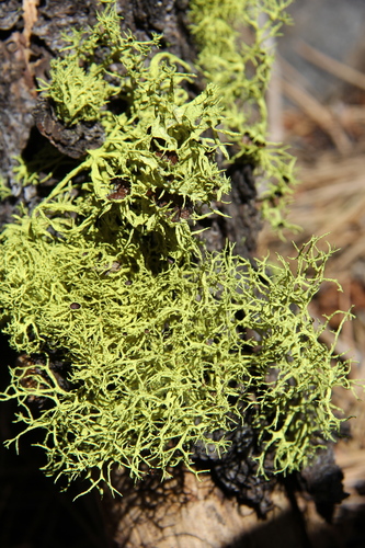 iNaturalist observation photo of Brown-eyed Wolf Lichen
