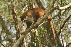 Poeppig's Woolly Monkey (Subspecies Lagothrix lagothricha poeppigii) ·  iNaturalist Guatemala