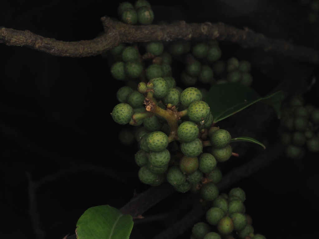 Shiny-leaved Prickly Ash from Shui Hau, Hong Kong on April 28, 2024 at ...