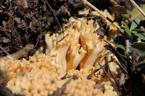 iNaturalist observation photo of Coral Fungi