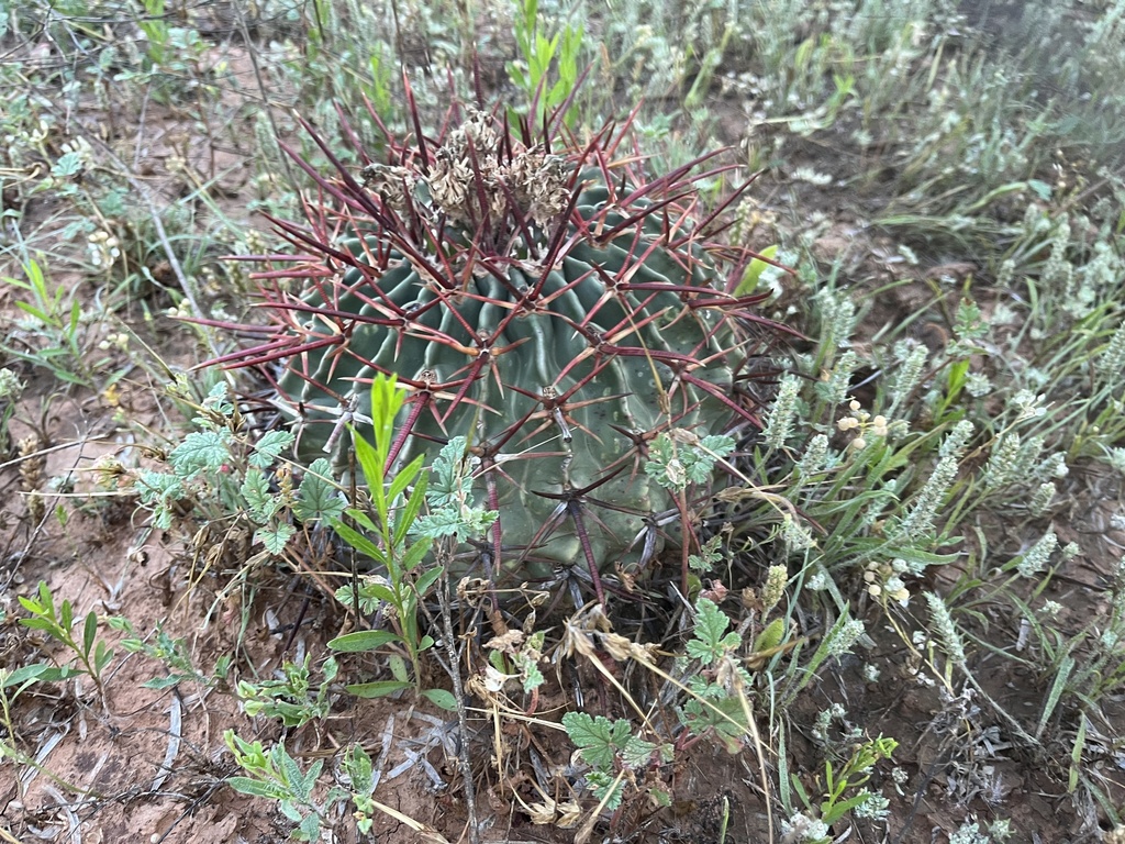 Horse Crippler Cactus from Crowell, TX, US on April 29, 2024 at 07:09 ...