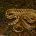 Liner's Garter Snake - Photo (c) Elí García-Padilla, all rights reserved, uploaded by Elí García-Padilla