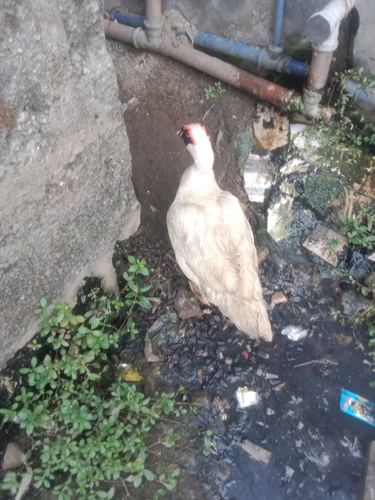 Domestic Muscovy Duck