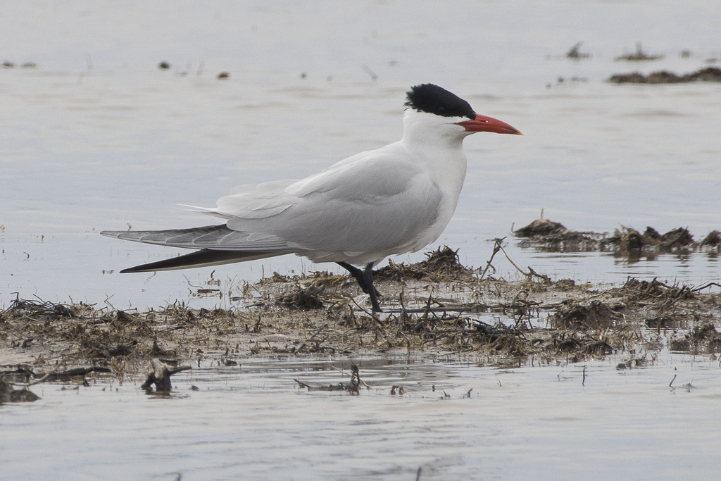 Caspian Tern from Echo Bay, ON P0S 1C0, Canada on April 28, 2024 at 03