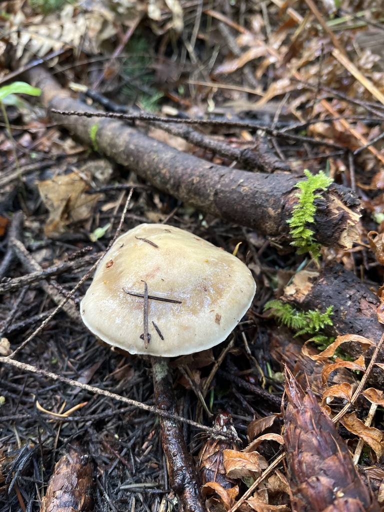 Lactarius pallescens from Fairhaven Park, Bellingham, WA, US on April ...