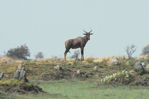 Bangweulu Tsessebe