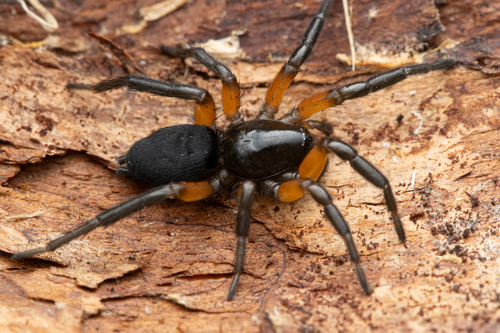Gnaphosa bicolor