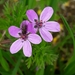 Common Stork's-Bill - Photo (c) Laurent Quéno, all rights reserved, uploaded by Laurent Quéno