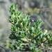Baccharis linearifolia - Photo 由 Angel Javier Claure Herrera 所上傳的 (c) Angel Javier Claure Herrera，保留所有權利