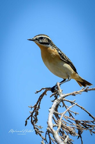 Whinchat