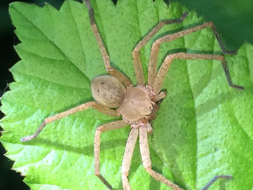 Olios argelasius