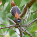 Micronesian Rufous Fantail - Photo (c) Dan LaVorgna, all rights reserved, uploaded by Dan LaVorgna
