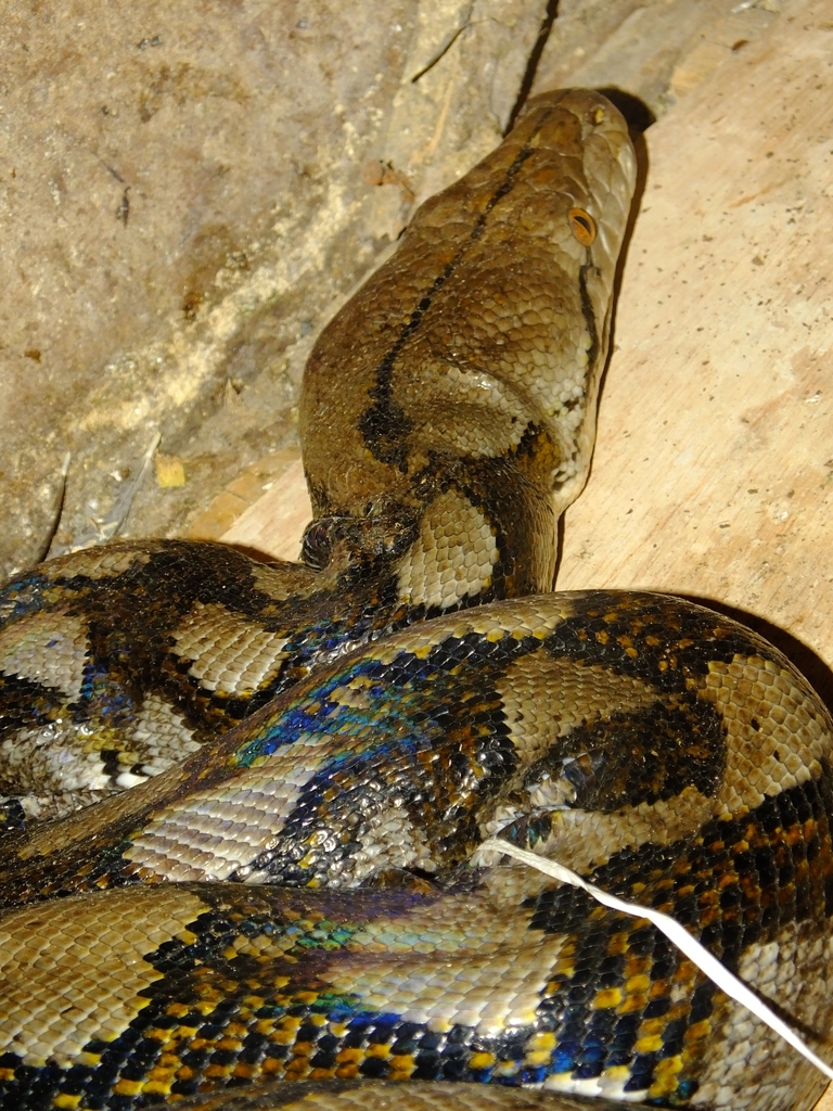 Reticulated Python in April 2024 by ihsan jaya · iNaturalist
