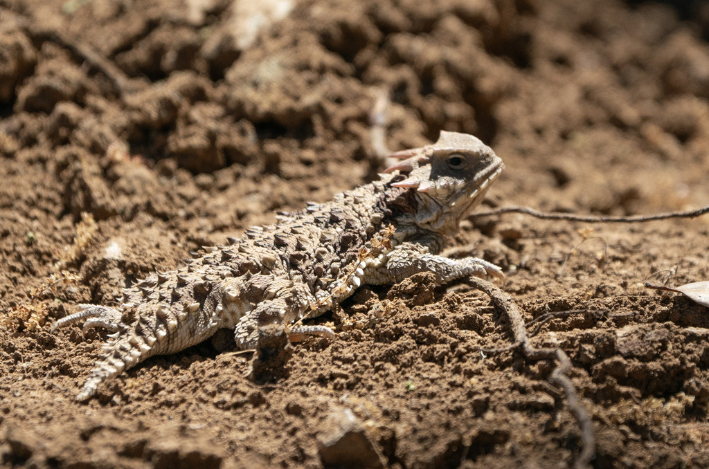 April Lizard Blainville's Horned Lizard in April 2024 by Henry Fabian · iNaturalist