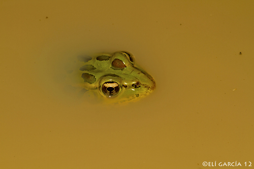 showy leopard frog