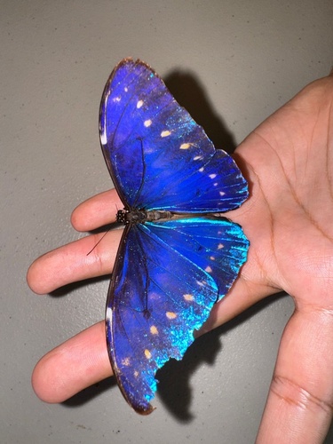 Морфо киприда (Morpho cypris) · iNaturalist