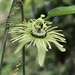 Passiflora suberosa - Photo (c) Shawn McCracken, todos os direitos reservados, uploaded by Shawn McCracken