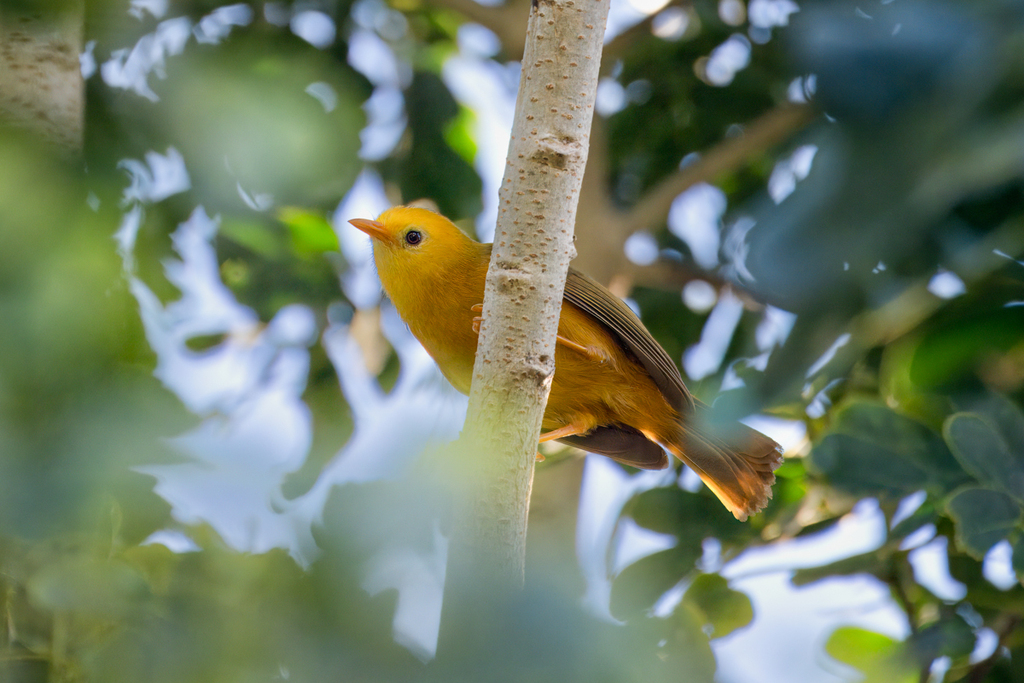 Golden White-eye photo