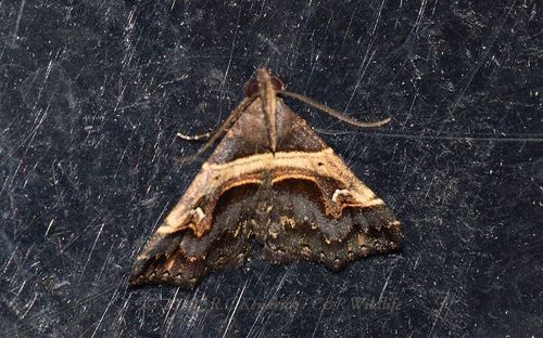 Bertula abjudicalis Walker, 1858