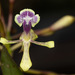 Epidendrum scytocladium - Photo (c) Sebastian Vieira-Uribe, all rights reserved, uploaded by Sebastian Vieira-Uribe