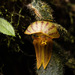 Short-Haired Lepanthes - Photo (c) Sebastian Vieira-Uribe, all rights reserved, uploaded by Sebastian Vieira-Uribe