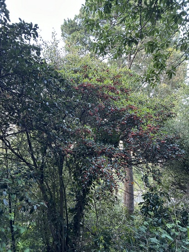 Cotonéaster laiteux 2