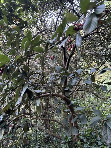 Cotonéaster laiteux 4