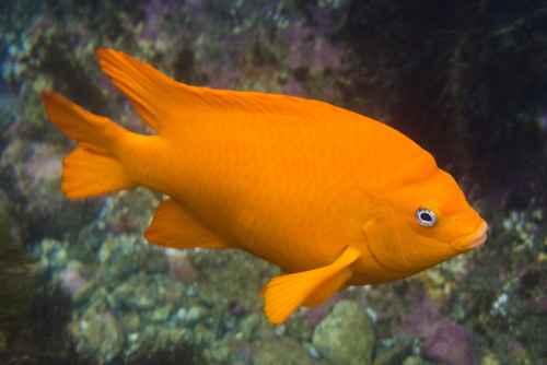 Garibaldi