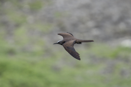 Brown Noddy