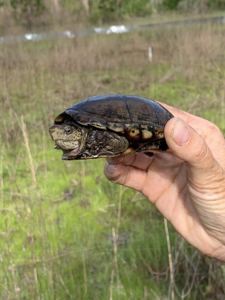 Eastern Mud Turtle from Apalachicola National Forest, Tallahassee, FL ...