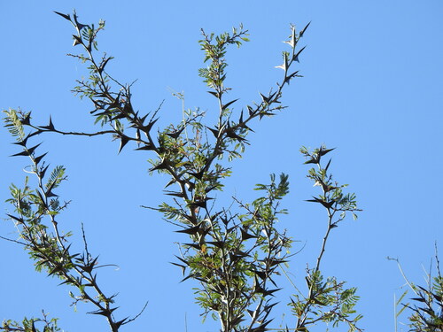 Vachellia hindsii