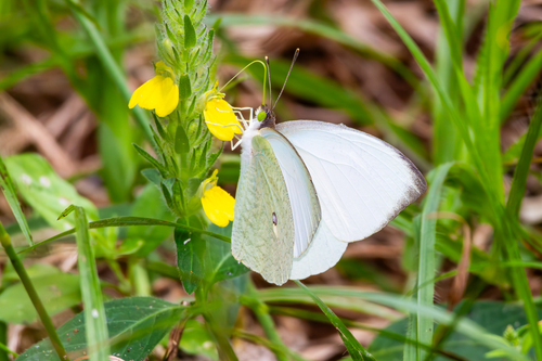 Nepheronia buquetii (Boisduval, 1836)