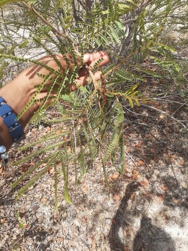 Weeping wattle