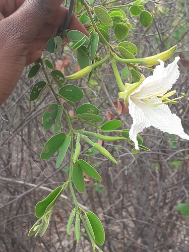 Wild Coffee Bean