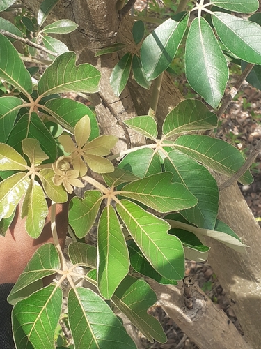 manketti-tree